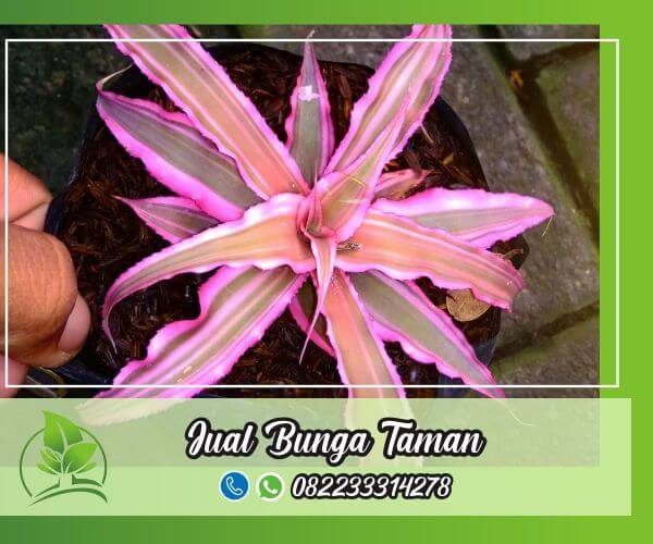 lestari alam - jual bunga taman